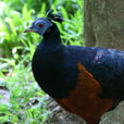 LokKawi Wildlife Park