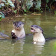 LokKawi Wildlife Park