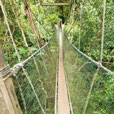2D1N Kinabalu Park + Poring Hot Spring