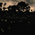 Kawa Kawa Mangrove And Fireflies Cruise