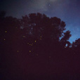 Mantanani Island + Kawa Kawa Mangrove & Fireflies
