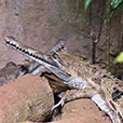Jong Crocodile Farm & Mini Zoo