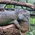 Jong Crocodile Farm & Mini Zoo