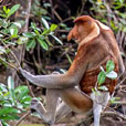 Bako National Park