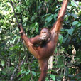 4D3N Semenggoh Orang Utan + River Cruise + Sarawak Cultural Village