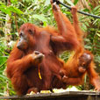 5D4N Kuching Explorer