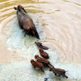 5D4N Kuching City + Semenggoh Orang Utan + Bako National Park + Longhouse Safari