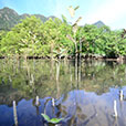 Mangrove & Cave Exploration