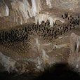 Mangrove & Cave Exploration