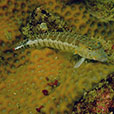 Payar Island Fun Dive - For Cert Diver