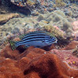 Payar Island Fun Dive - For Cert Diver