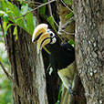 Miri City + Piasau Nature Reserve