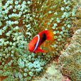 PADI Advanced Open Water Course