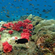 PADI Advanced Open Water Course