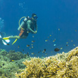 5D4N Luconia Shoals Diving (Liveaboard)