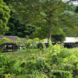 4D3N Mulu Caves + Pinnacles