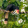 Kinabatangan River