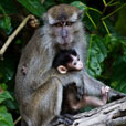 2 Days 1 Night Kinabatangan River