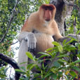 2 Days 1 Night Kinabatangan River
