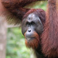 2D1N Sepilok Orang Utan + Kinabatangan River