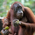 2D1N Sepilok Orang Utan + Kinabatangan River