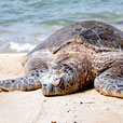 2D1N Selingan Island (Turtle Island)