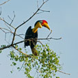 3D2N Kinabatangan River