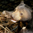 Bornean Sun Bear + Sepilok Orang Utan