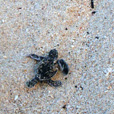 2D1N Selingan Turtle Island & Sepilok Orang Utan