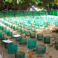2D1N Selingan Turtle Island & Sepilok Orang Utan
