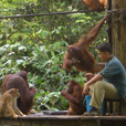 3D2N Selingan Turtle Island & Sepilok Orang Utan + Kinabatangan River