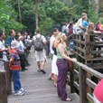 3D2N Selingan Turtle Island & Sepilok Orang Utan + Kinabatangan River