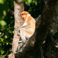 3D2N Selingan Turtle Island & Sepilok Orang Utan + Kinabatangan River