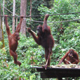 4D3N Selingan Turtle Island + Sepilok Orang Utan +  Kinabatangan River