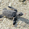 4D3N Selingan Turtle Island + Sepilok Orang Utan +  Kinabatangan River
