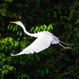 5D4N Sandakan Historical + Wildlife Tour + Selingan Island
