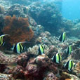 2D1N / 3D2N POM POM ISLAND - Sipadan Pom Pom Resort