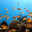 3D2N / 4D3N MATAKING ISLAND - THE REEF DIVE RESORT