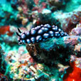 3D2N / 4D3N KAPALAI ISLAND - Sipadan KAPALI Dive Resort