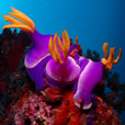 4D3N / 5D4N / 6D5N Seaventures Dive Rig