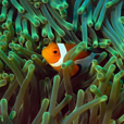 3D2N Semporna (Mataking + Timba-Timba + Pom Pom Island)