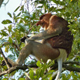 Semporna Proboscis Monkey + Mongroves Cruise + Fireflies