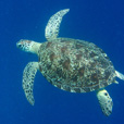 4D3N Semporna Island Hopping + Fireflies + Mongrove Cruise