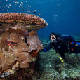 Semporna Fun Diving (For Cert Diver)